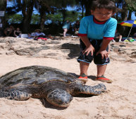 hawaii_seaturtle001016.jpg