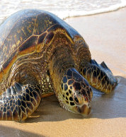 hawaii_seaturtle001020.jpg